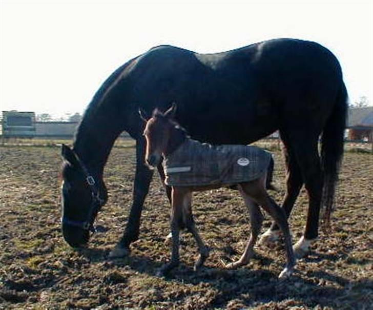 Traver Sweet Peace - Så lille hun er der... billede 10