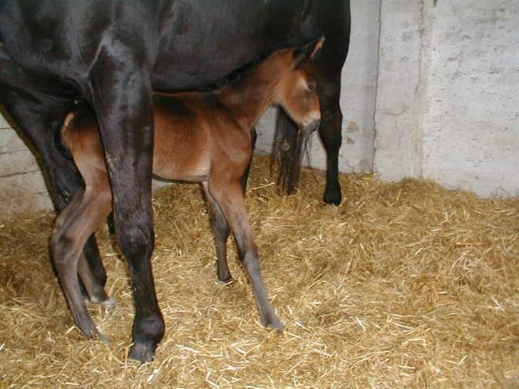 Traver Sweet Peace - 28/3-09 første gang hun kom op og stå billede 11