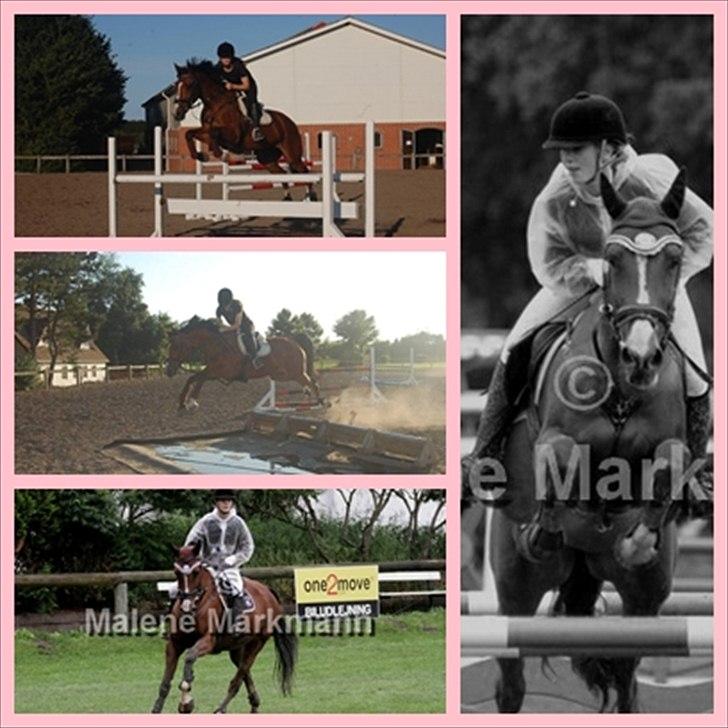 Hollandsk Varmblod *Olivion* - Olivion <3  billede 9
