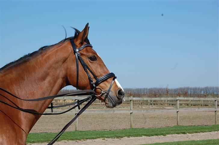 Hollandsk Varmblod *Olivion* - Olivion i Tørring .. Taget den 11 april. billede 13