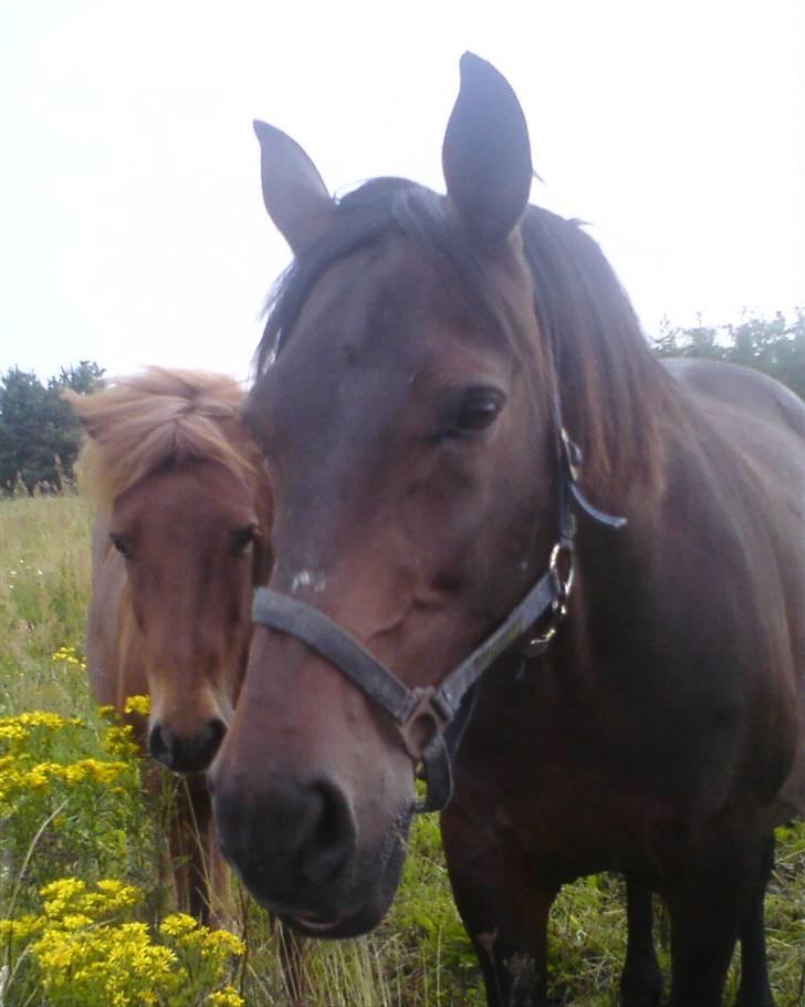 Oldenborg Starlight - Smukke, gamle, tykke Starlight ! <3 billede 5