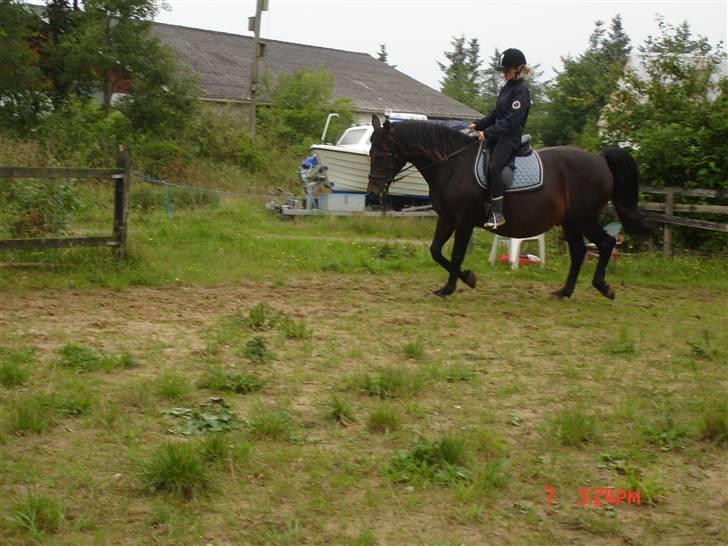 Oldenborg Starlight billede 13