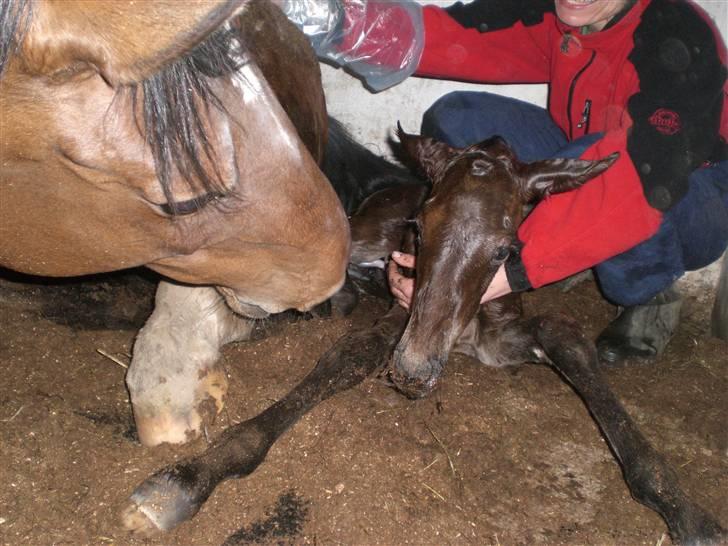 Dansk Varmblod Alby's Cocio billede 9