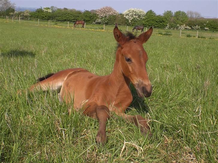 Dansk Varmblod Alby's Cocio billede 10