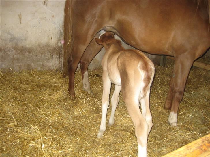 Welsh Partbred (Sec F) Xenobia - Se hvad jeg kan helt uden hjælp, 02/04-09. billede 9