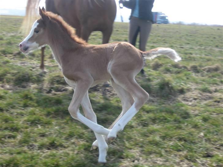 Welsh Partbred (Sec F) Xenobia - Første gang på fold, fuld fart frem, 02/04-09. billede 10