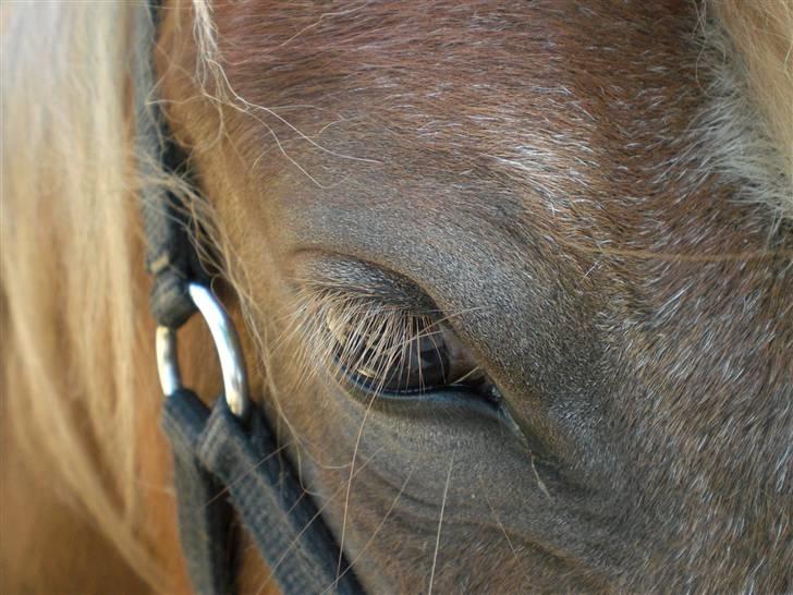 Anden særlig race Fiona billede 16