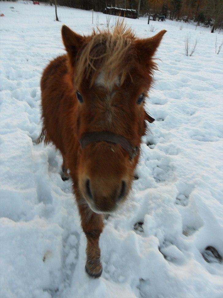Anden særlig race Fiona - Min lille prinsesse i vinteren 2010 :) billede 17