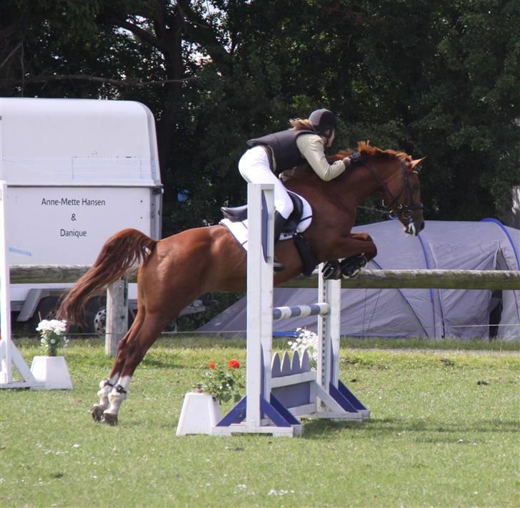 Tysk Sportspony Celette  - Omspringning SRR 2009 billede 14