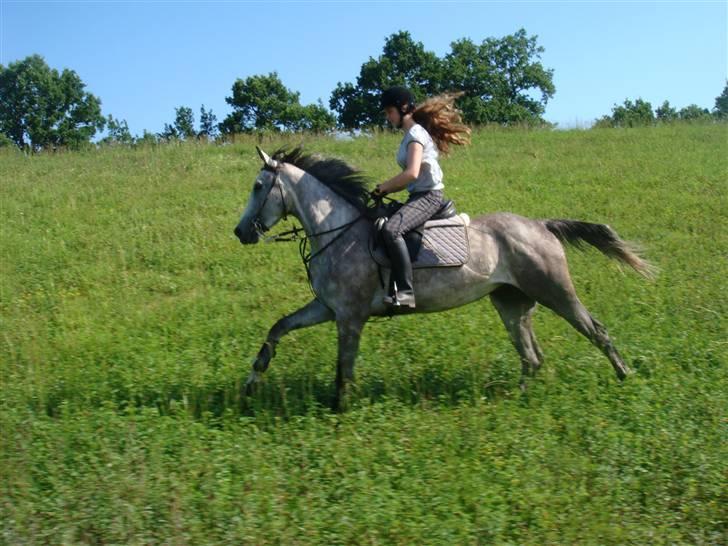 Anden særlig race Cesja - Mig & Smukke Cesja i fuld galop billede 1