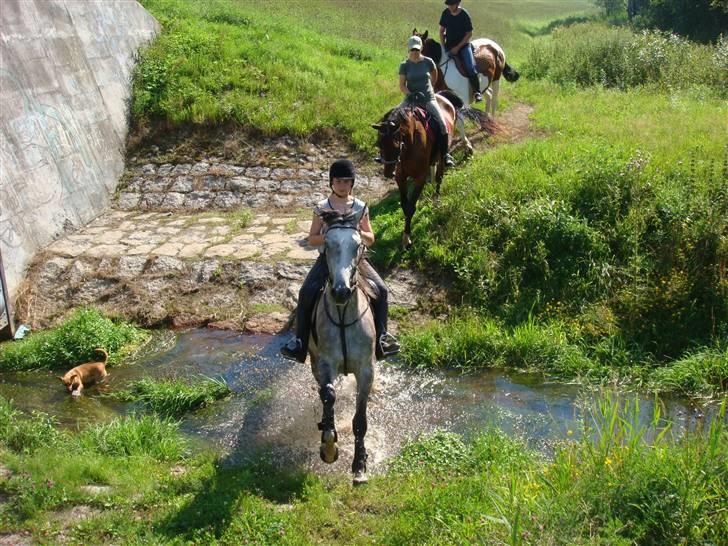 Anden særlig race Cesja billede 2