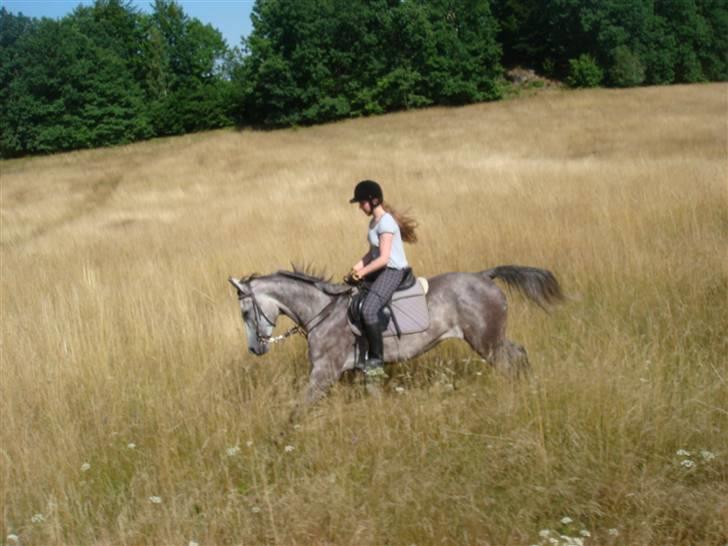 Anden særlig race Cesja - Og flot samlet galop, hehe billede 3
