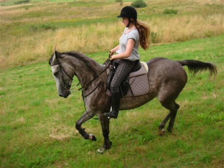 Anden særlig race Cesja - Kommenter ikke min ridning, men det var samlet trav ned ad bakke, derfor røg jeg frem i sadlen. billede 4