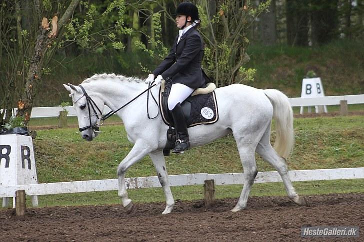 Connemara Maalings Mirabel B-PONY - Morsø 2010. Foto: Anne Krogh billede 19