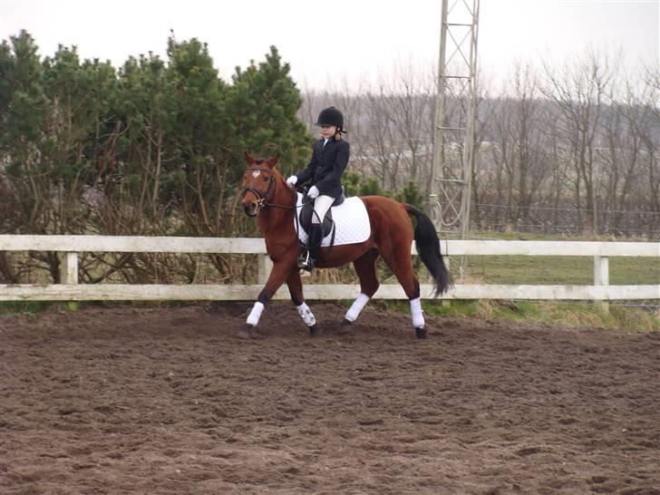 Anden særlig race Pluto  billede 20