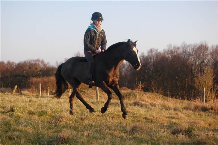 DSP Bæklunds Capone A-PONY - DU ER MIT ET OG ALT :´] <33333333333333 Foto: Mols billede 16