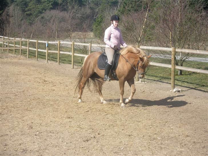 DSP Miss Buterfly *SOLGT* - April 2009 - Hun er snart stævne klar og vi glæder os... billede 15