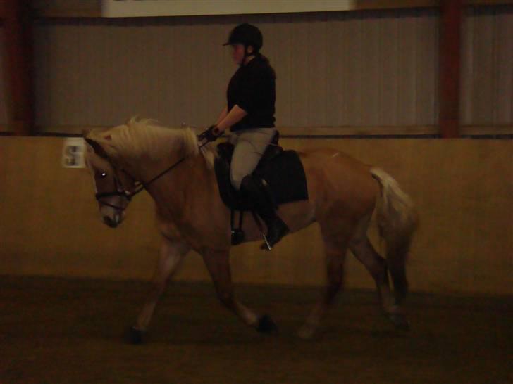 Haflinger KBK 4 Hemera solgt billede 12