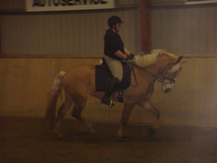 Haflinger KBK 4 Hemera solgt billede 13