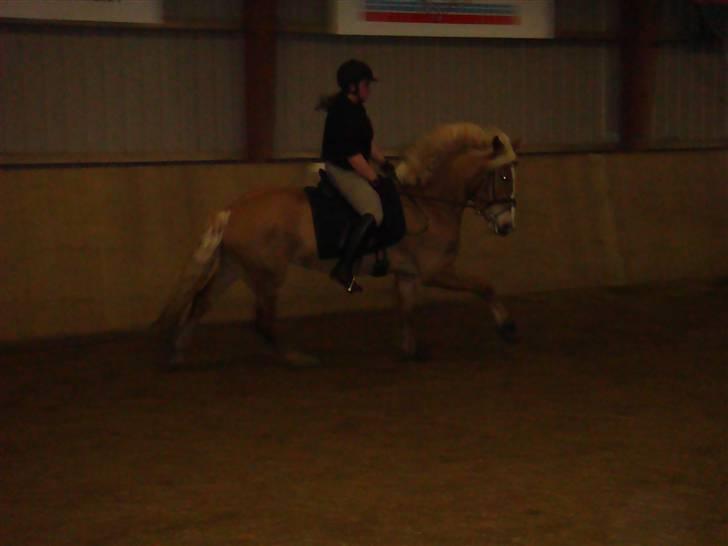 Haflinger KBK 4 Hemera solgt billede 15