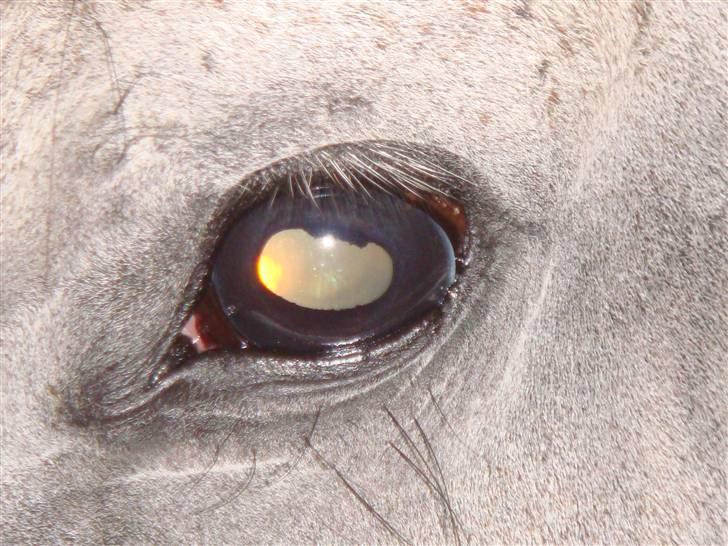 Anden særlig race Cesja - Hendes utrolige øje <3 billede 7