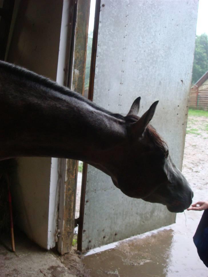 Anden særlig race Cesja - Her ligner hun fuldstændig en hel Araber XD billede 8