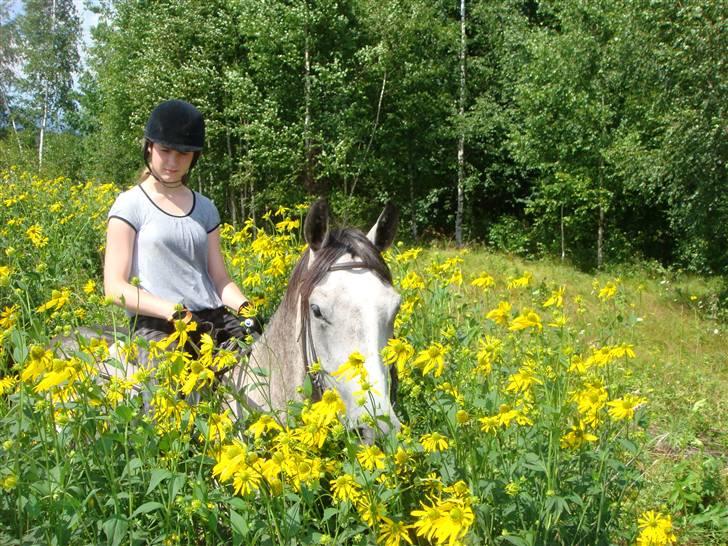 Anden særlig race Cesja - Sammen med flotte gule blomster billede 12