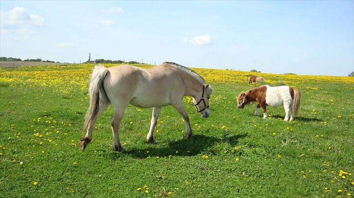 Shetlænder Lotte billede 3