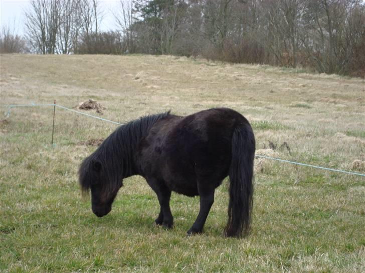 Shetlænder Mille † DØD † billede 1