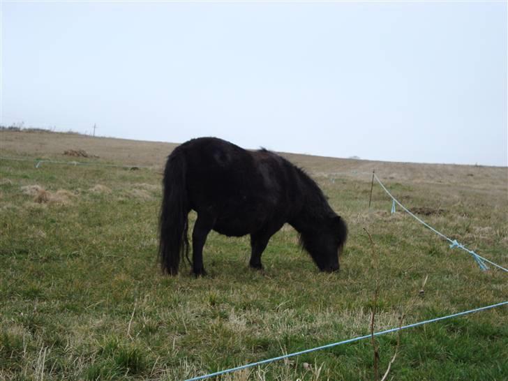 Shetlænder Mille † DØD † billede 2