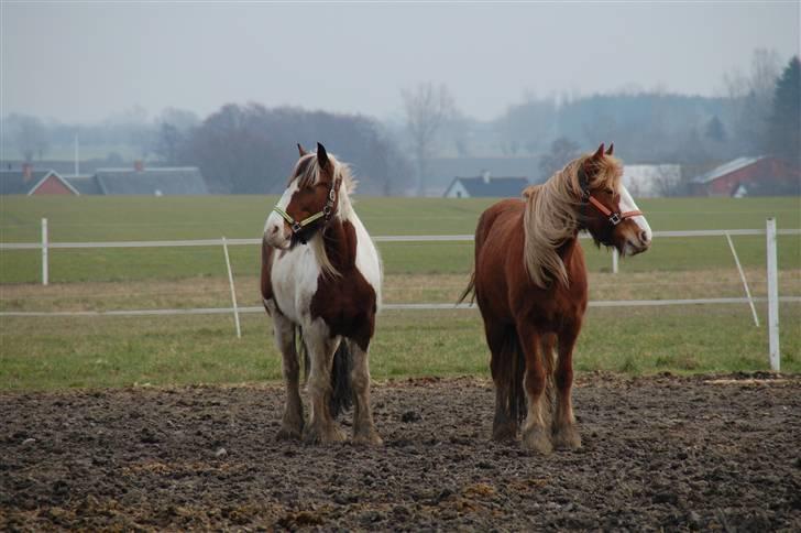 Irish Cob Lady Lasarfhiona - Fhiona med sin "følle bølle" fra 2006 billede 6