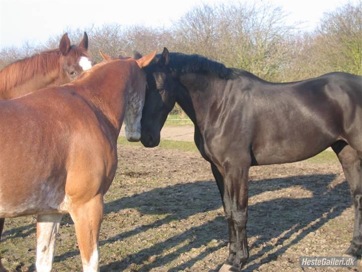 Anden særlig race Kashmir *Solgt* - Kashmir, Zip og Shadow en tur på springbanen uden tøj på, på en dejlig solskinsdag :) billede 11