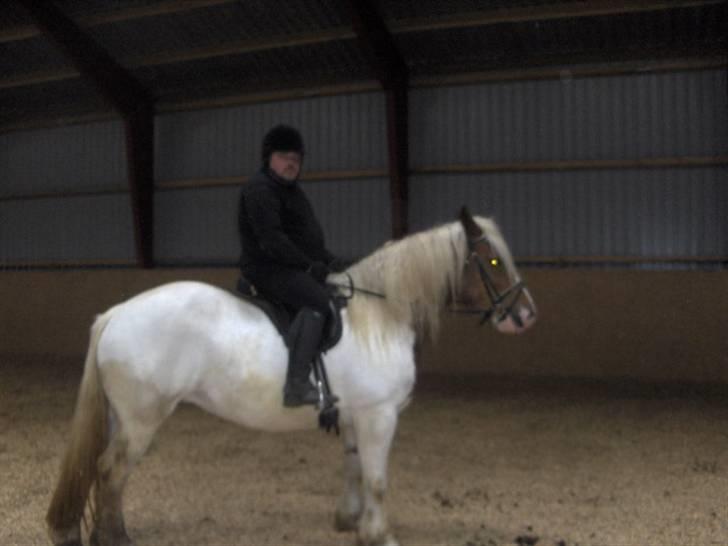 Irish Cob Crossbreed Marlotte - jep på denne side er jeg næsten kun hvid billede 16