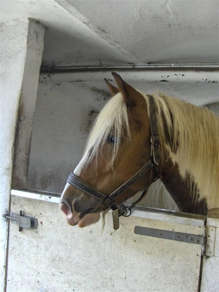 Irish Cob Crossbreed Marlotte billede 17