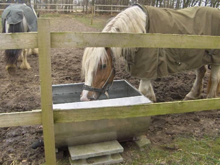 Irish Cob Crossbreed Marlotte - marlotte ude på folden billede 20