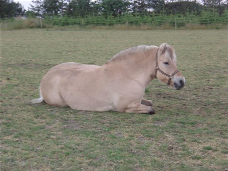 Fjordhest FREJA R.I.P. - 19. Liggehygge på marken sommeren 2008 billede 19