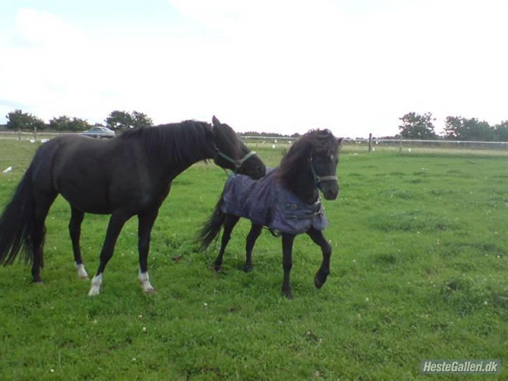 Dartmoor franco (solgt) billede 2