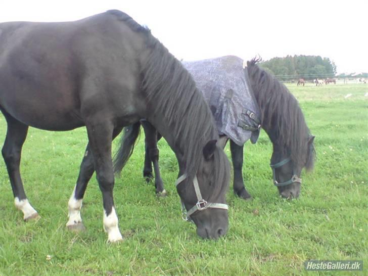 Dartmoor franco (solgt) billede 3