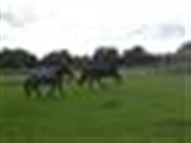 Dartmoor franco (solgt) billede 5