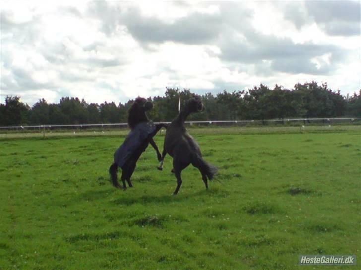 Dartmoor franco (solgt) billede 6