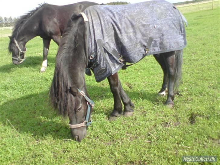 Dartmoor franco (solgt) billede 7