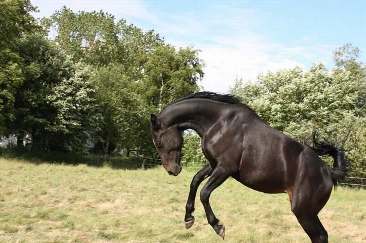 Oldenborg Victoria - Victorias første føl 2 år gammel på billede  billede 9