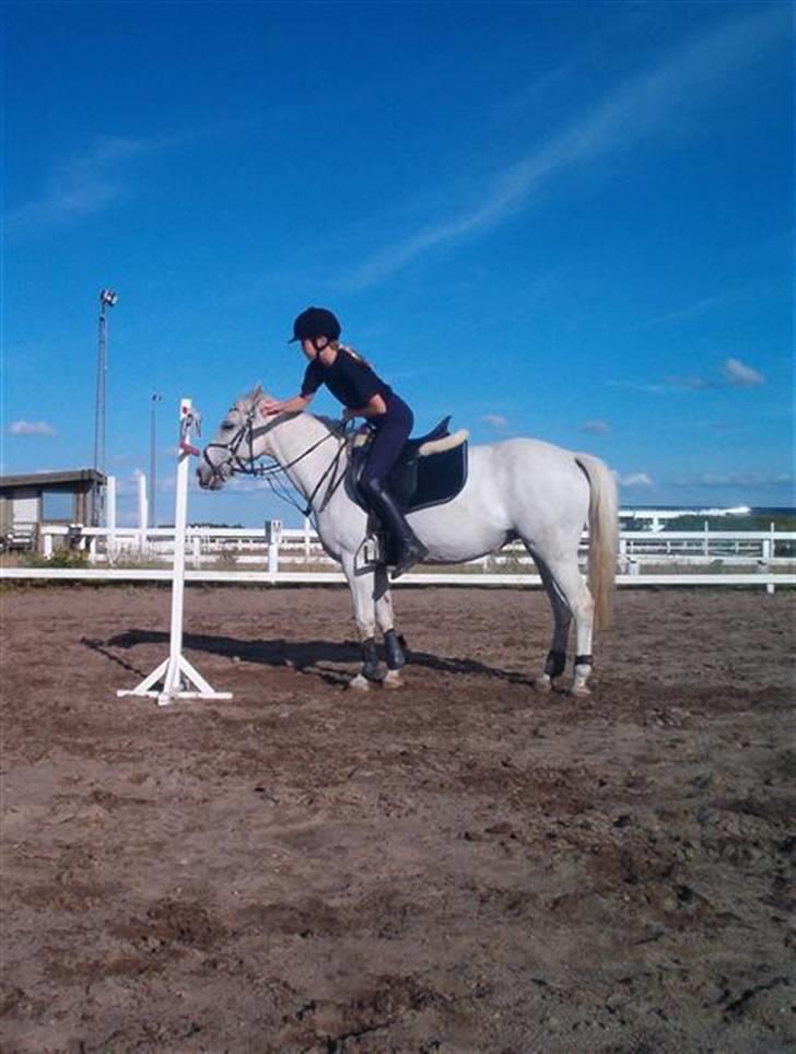 New Forest Andrea SOLGT - så skal der øves til ponygames :D  billede 15