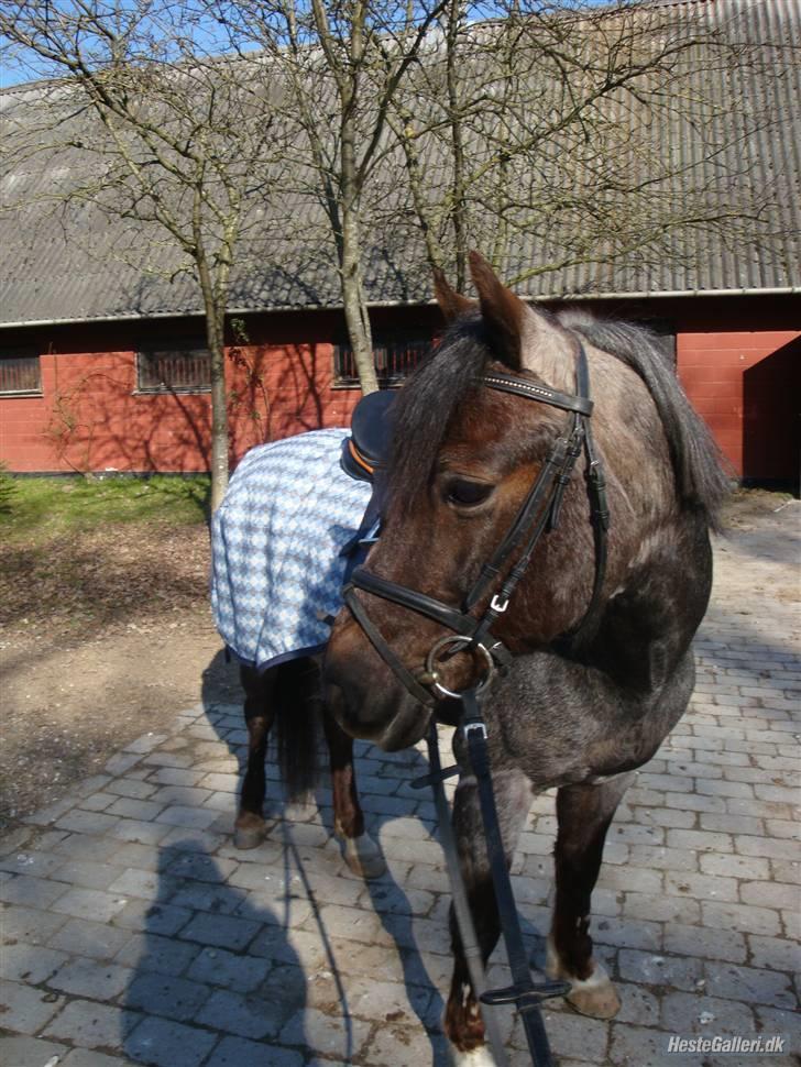 Anden særlig race Gipsy<3 - R.I.P  - Da foråret begyndte.. da vores historie begyndte.. :´( REST IN PEACE! billede 1