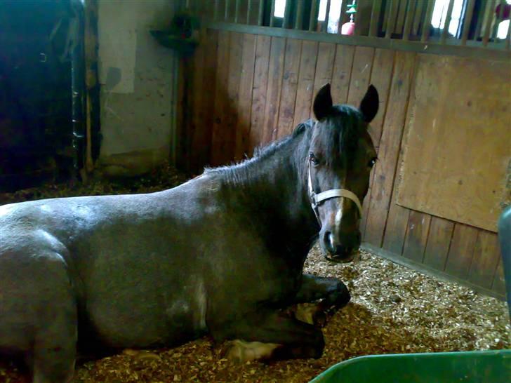 Anden særlig race Gipsy<3 - R.I.P  - MIN LILLE STEN <3 .. fordi du var så glad og altid tog imod mig med fremadvendte ører. bokssur, ja en sjælden gang imellem. billede 3