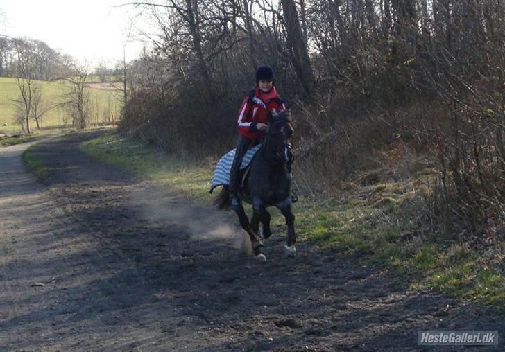 Anden særlig race Gipsy<3 - R.I.P  - Fordi at du altid var så glad.. i;<3 billede 4