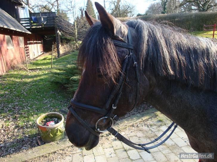 Anden særlig race Gipsy<3 - R.I.P  - Fordi at du var kær. :´(<3 billede 6