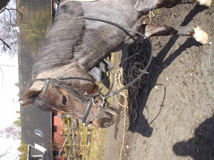 Anden særlig race Gipsy<3 - R.I.P  - Fordi at det var vores på vej til vores første skovtur.. <3 en glad sten <3 billede 11