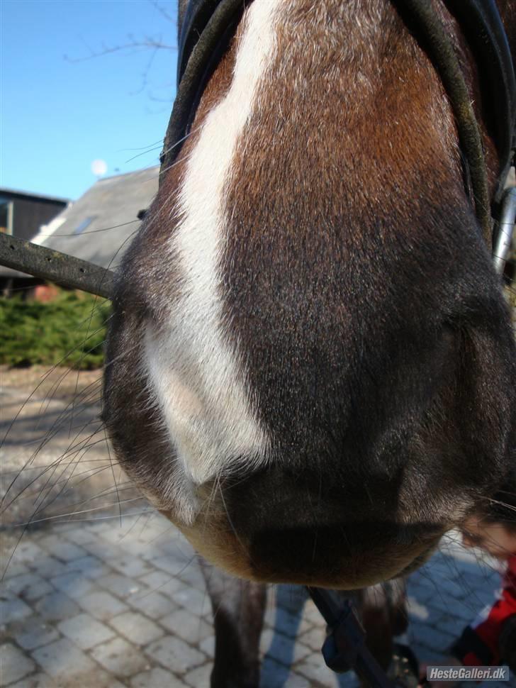 Anden særlig race Gipsy<3 - R.I.P  - Fordi at var er så smuk. Du skabte alt til kunst? <3 billede 13