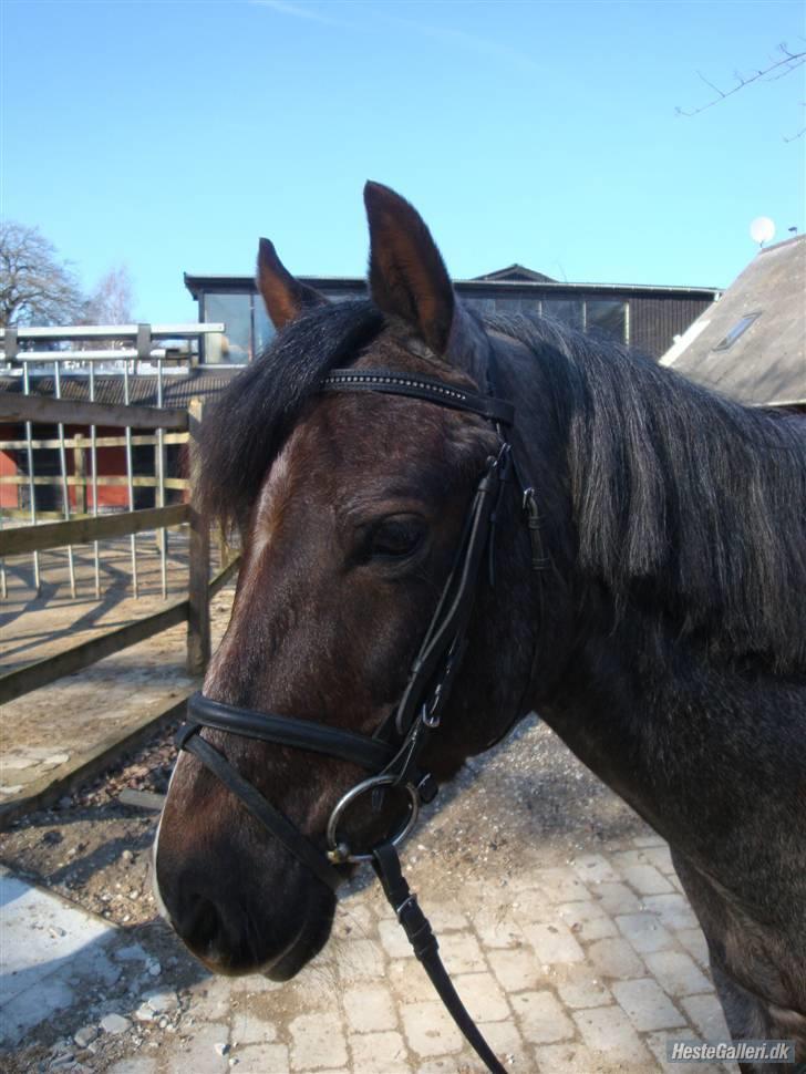 Anden særlig race Gipsy<3 - R.I.P  - Fordi du var yndig (:<3  billede 14